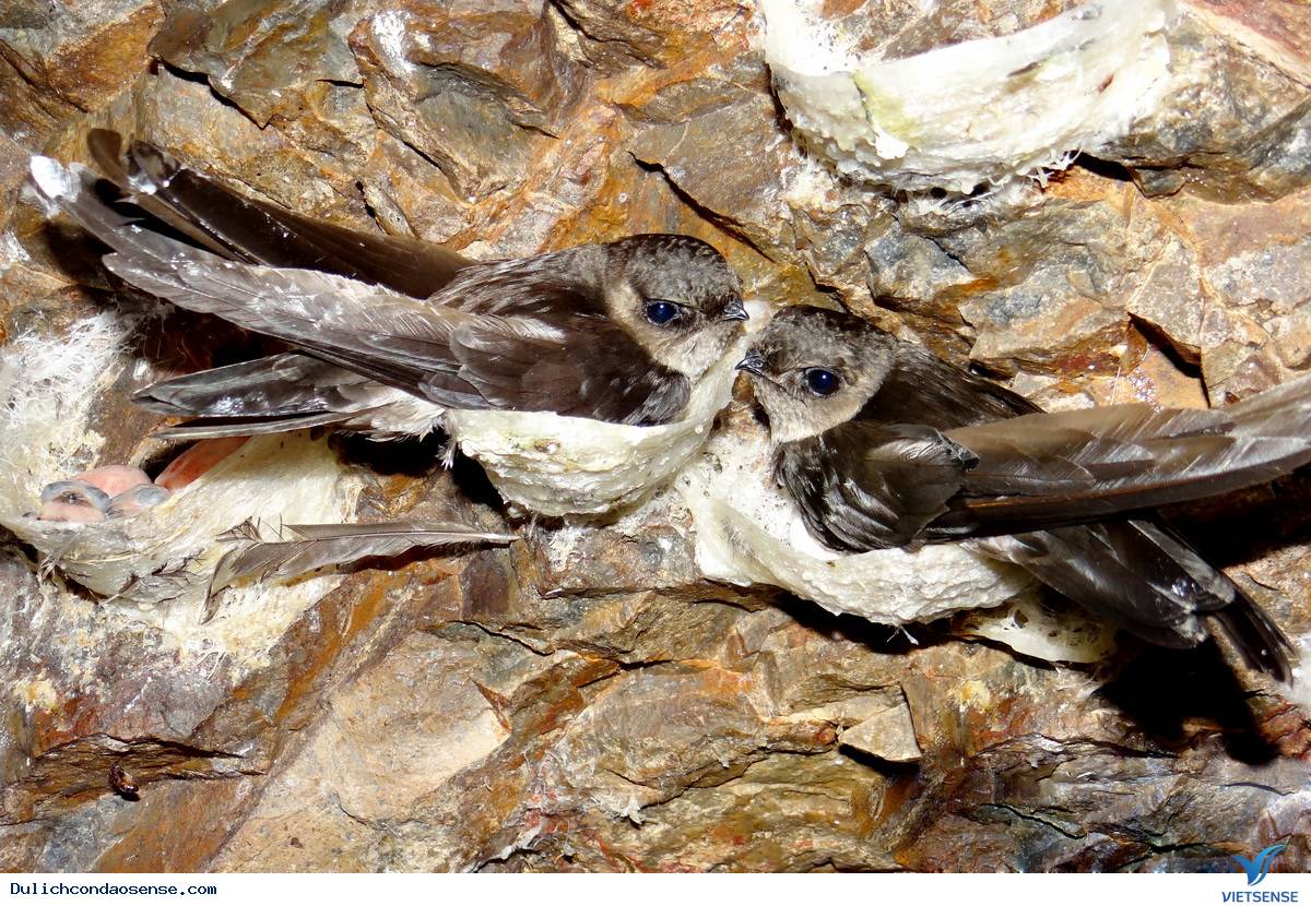chim yến làm tổ