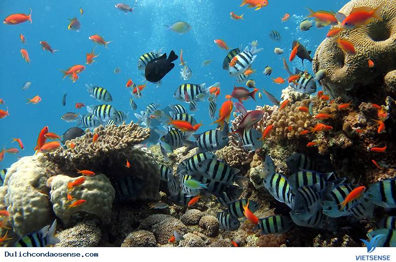 Côn Đảo sẽ trở thành khu thăm quan sinh thái biển đảo đặc sắc - Ảnh 1