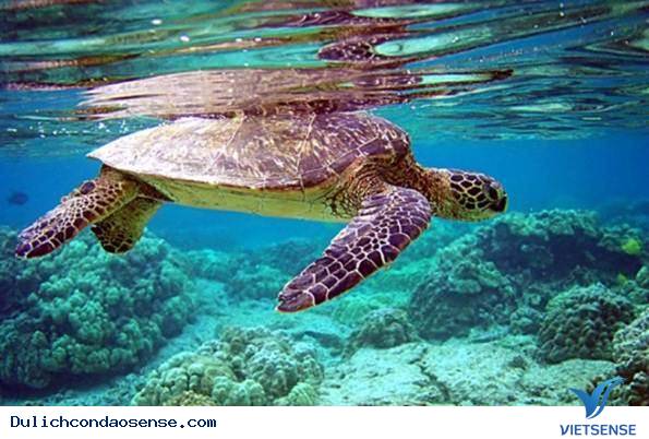 Cuộc Sống Bình Yên Trên Đất Côn Đảo - Ảnh 6 Cuộc Sống Bình Yên Trên Đất Côn Đảo - Ảnh 6