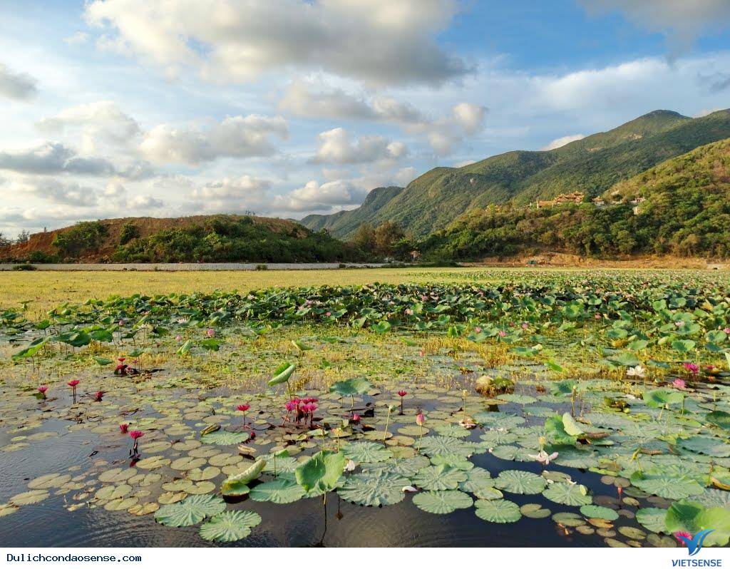 “ Đắm mình ” trong vẻ đẹp của hồ sen An Hải - Ảnh 1