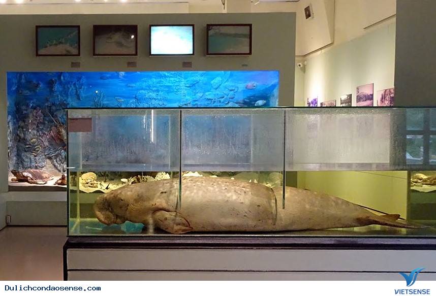 Khu vực Côn Đảo thiên nhiên và con người