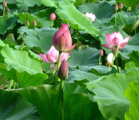 Đẹp quá hoa sen ở Côn Đảo - Ảnh 2