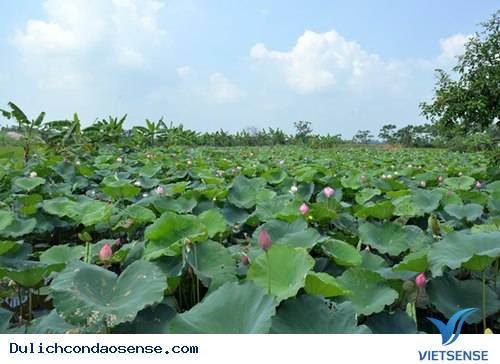 Đẹp quá hoa sen ở Côn Đảo - Ảnh 1