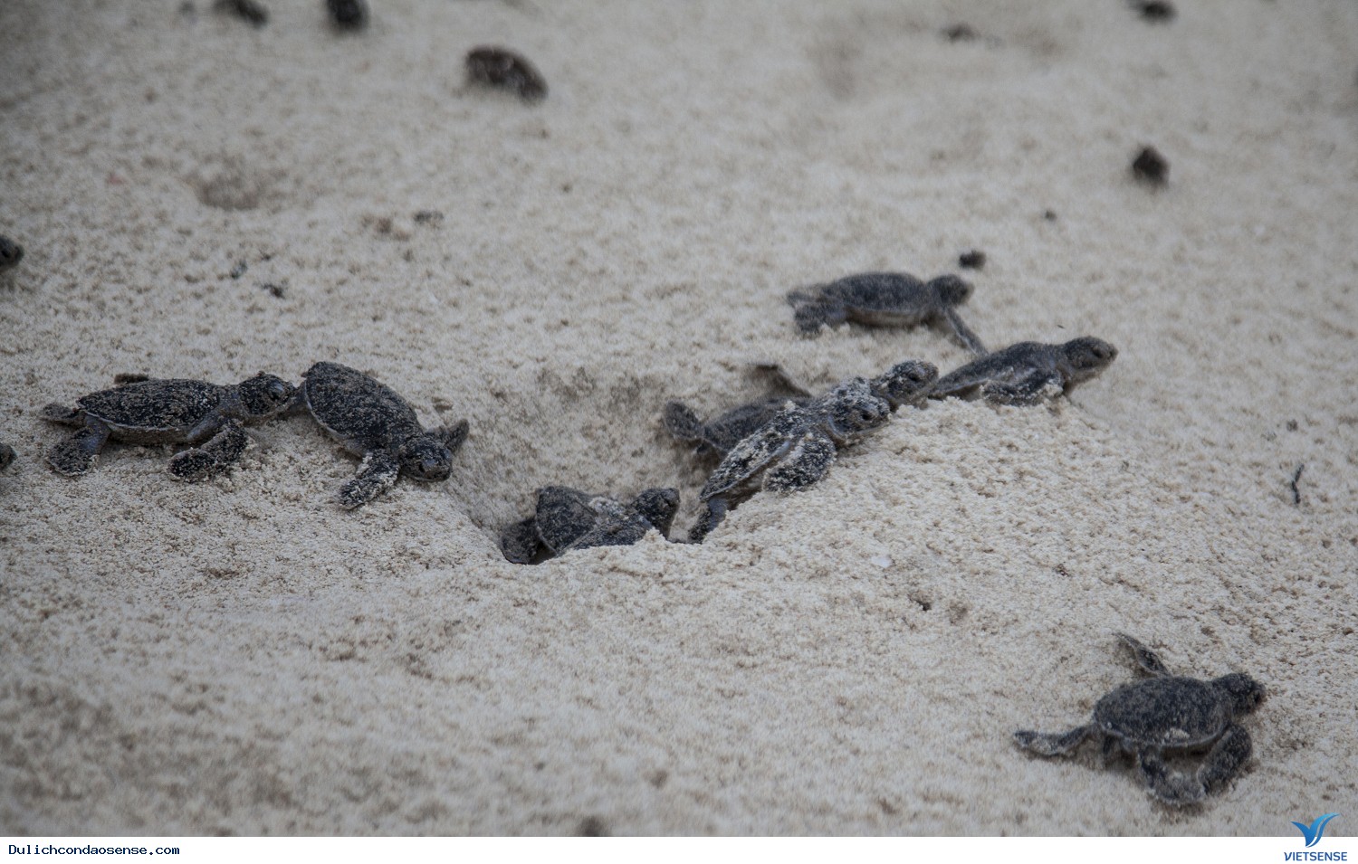 Mùa Gió Chướng Mùa Rùa Con Rộn Ràng Về Với Biển Ở Côn Đảo - Ảnh 1 Mùa Gió Chướng Mùa Rùa Con Rộn Ràng Về Với Biển Ở Côn Đảo - Ảnh 1