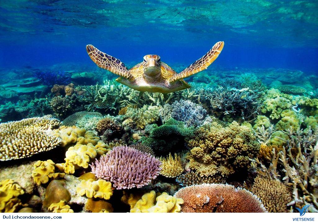 Gợi Ý Chương Trình Côn Đảo Tự Túc 3 Ngày 2 Đêm - Ảnh 1