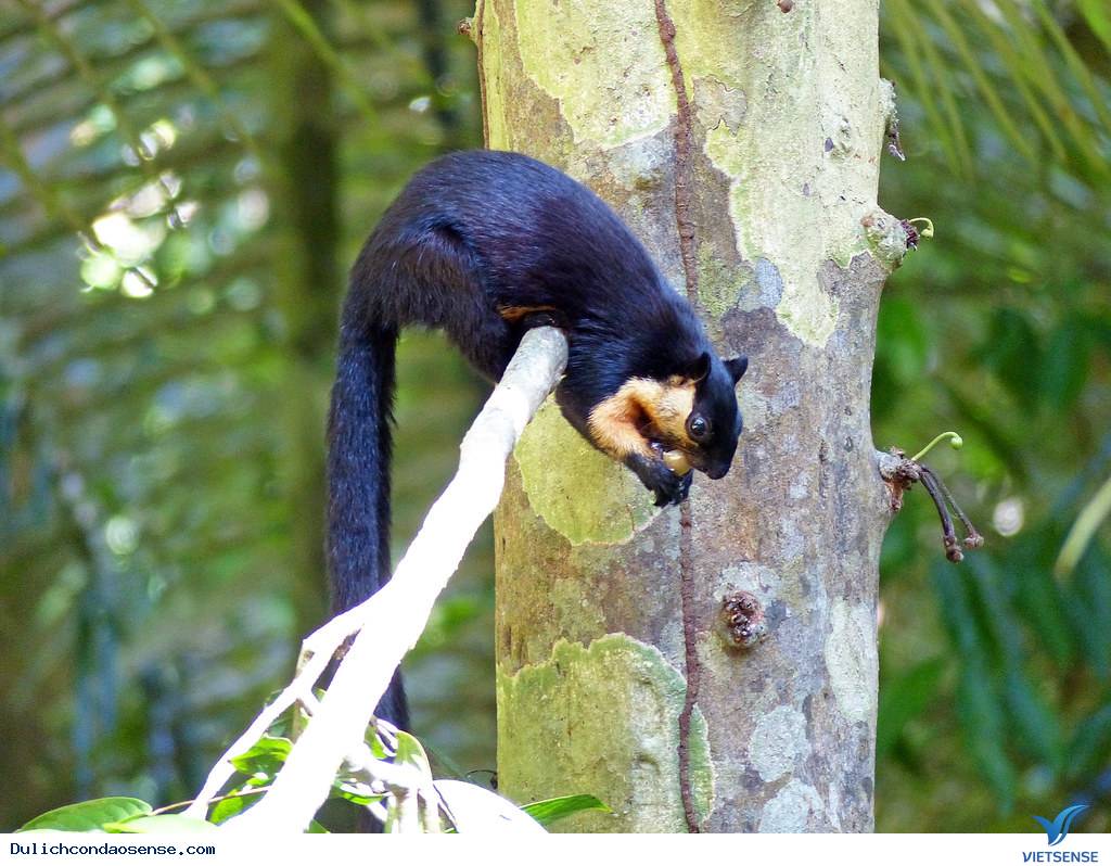 Giá trị đa dạng sinh học - Ảnh 2