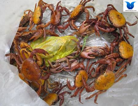 Khám Phá Những Loài Cua Độc Đáo Tại Côn Đảo - Ảnh 3