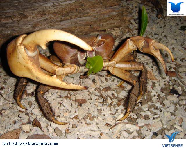 Khám Phá Những Loài Cua Độc Đáo Tại Côn Đảo - Ảnh 4