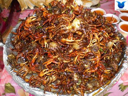 Khám Phá Những Loài Cua Độc Đáo Tại Côn Đảo - Ảnh 2