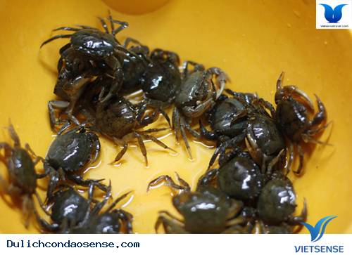 Khám Phá Những Loài Cua Độc Đáo Tại Côn Đảo - Ảnh 1