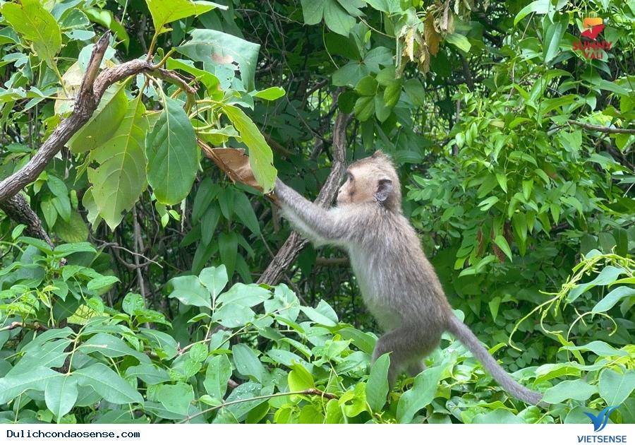 Khám phá Sở Rẫy - Ảnh 1