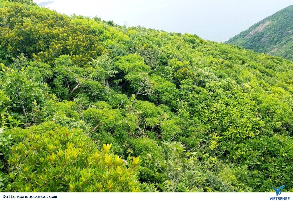 “ Lạc lối ” trong màu xanh của rừng Sở Rẫy - Ảnh 1