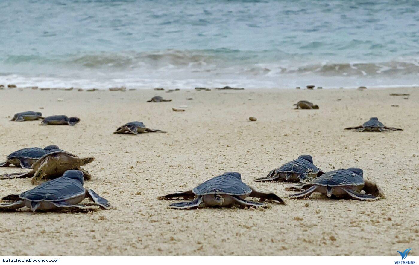 Làm gì tại Hòn Cau - Ảnh 3 Làm gì tại Hòn Cau - Ảnh 3