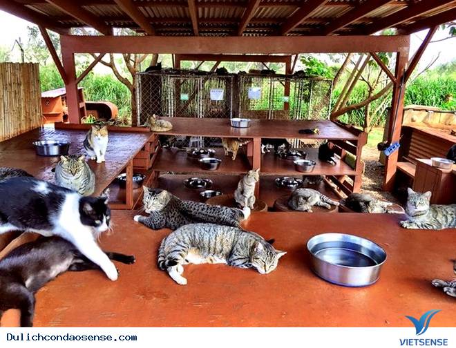 Lanai - Thiên đường mèo ở Hawaii