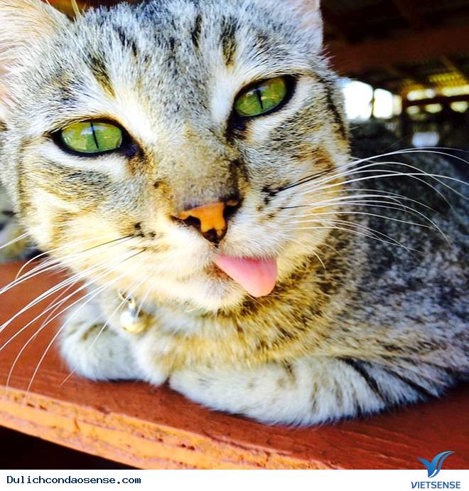 Lanai - Thiên đường mèo ở Hawaii