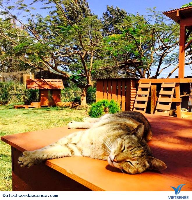 Lanai - Thiên đường mèo ở Hawaii