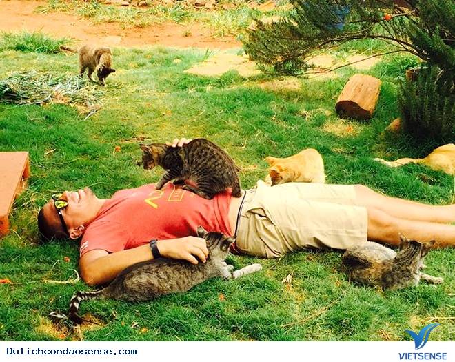 Lanai - Thiên đường mèo ở Hawaii