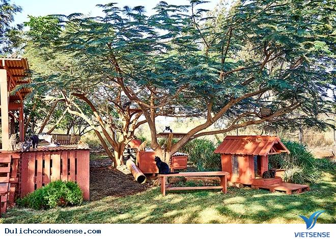 Lanai - Thiên đường mèo ở Hawaii