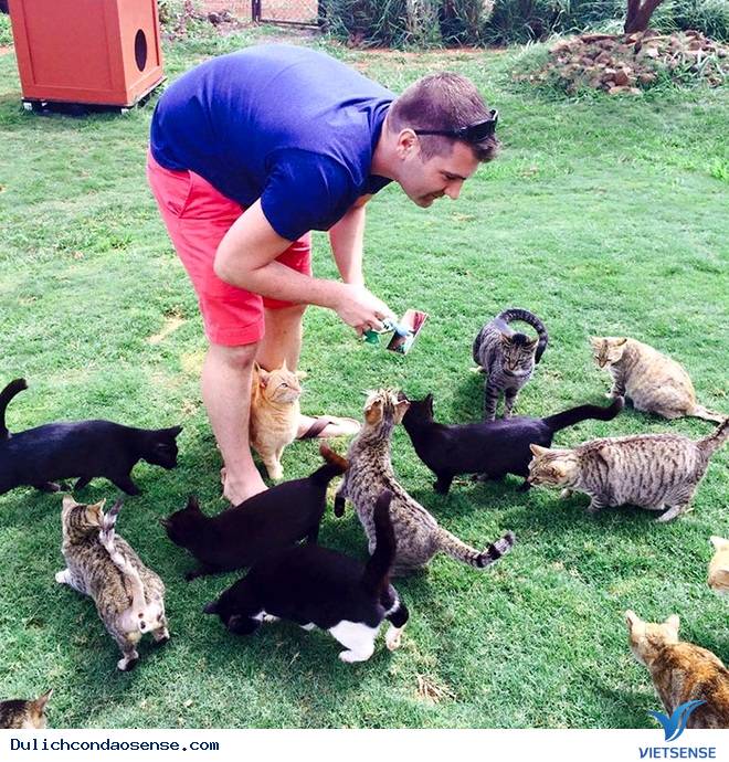 Lanai - Thiên đường mèo ở Hawaii