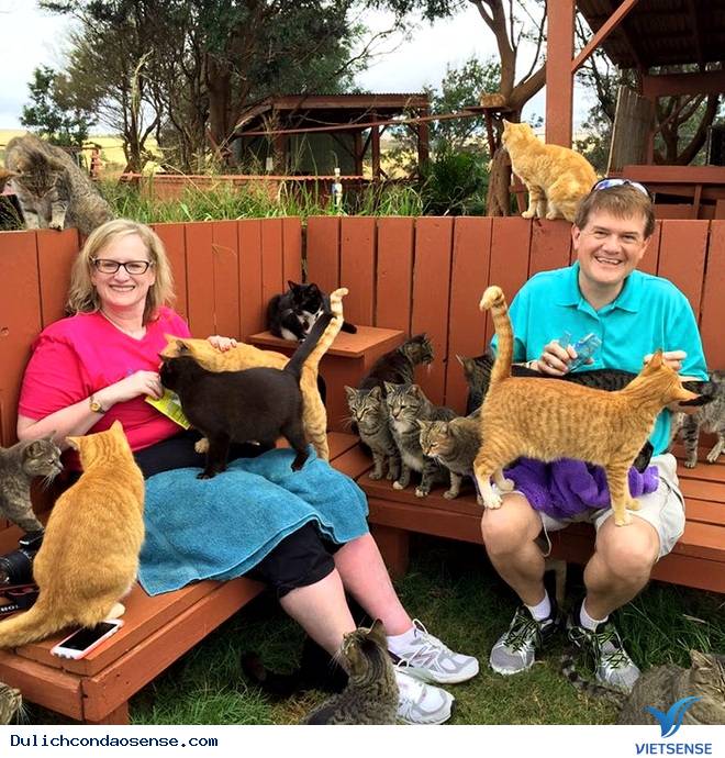 Lanai - Thiên đường mèo ở Hawaii