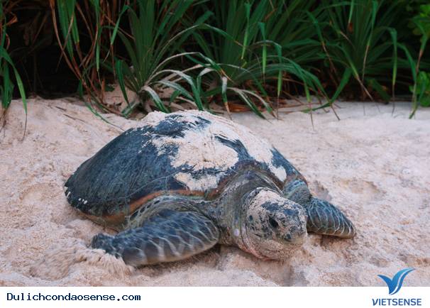 Xem rùa đẻ trứng Xem rùa đẻ trứng