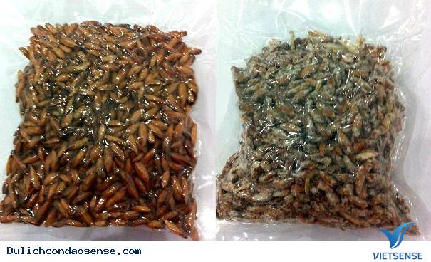 du lịch côn đảo, thưởng thức mứt hạt bàng du lịch côn đảo, thưởng thức mứt hạt bàng