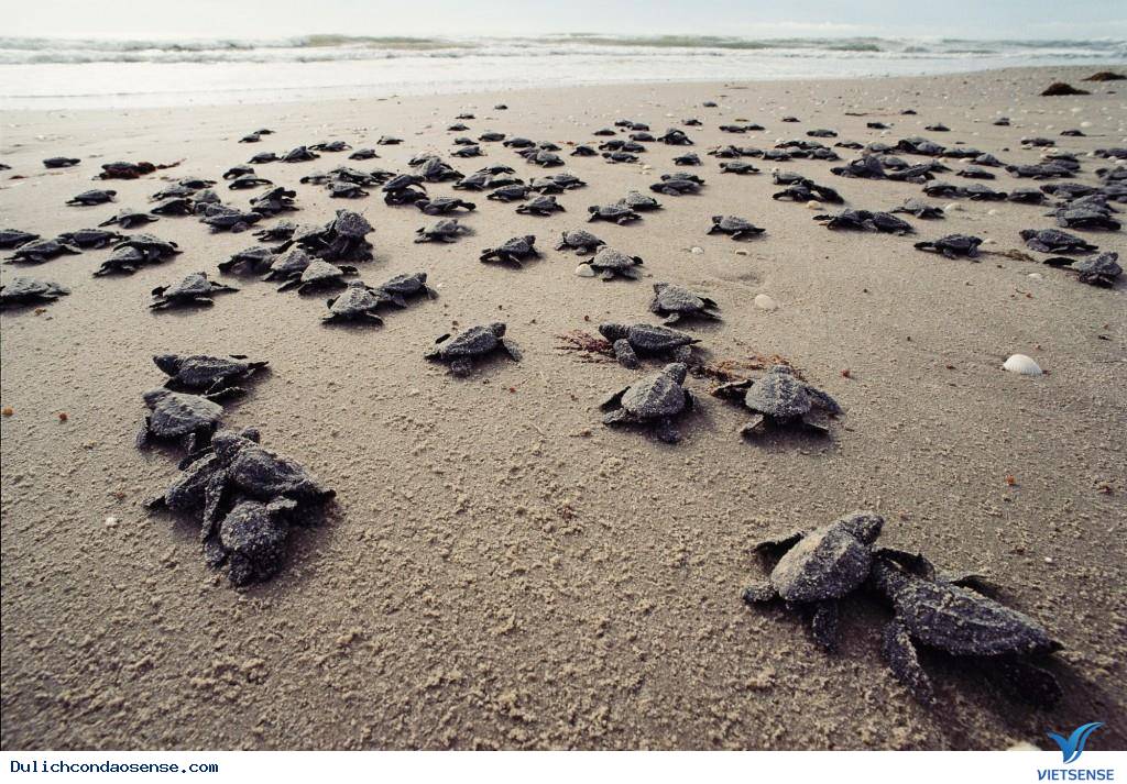 Những bãi biển trong xanh chỉ có ở Côn Đảo - Ảnh 3