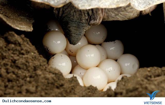 Những bãi biển trong xanh chỉ có ở Côn Đảo - Ảnh 4