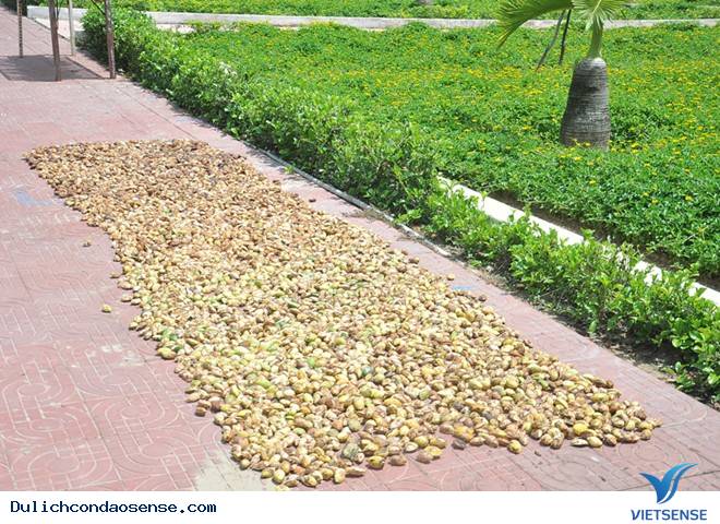 Những sản vật của Côn Đảo Những sản vật của Côn Đảo