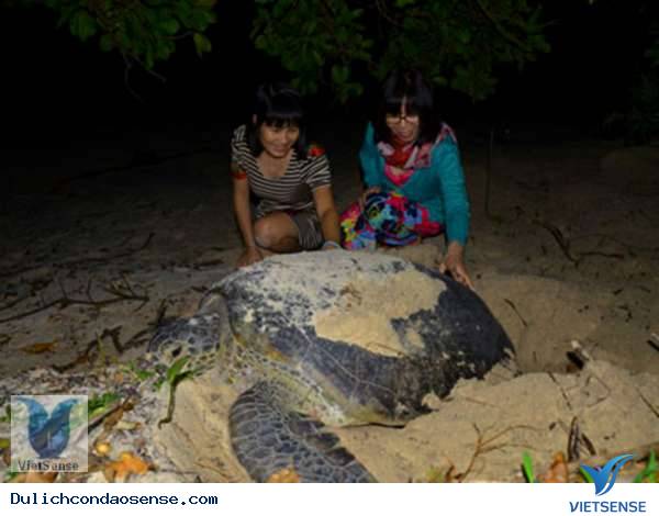 Xem rùa đẻ trứng Xem rùa đẻ trứng