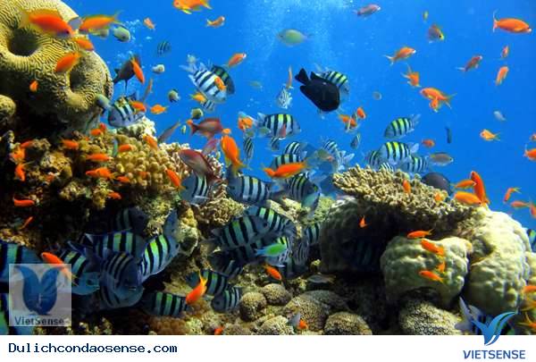 Lặn biển ngắm San hô Lặn biển ngắm San hô