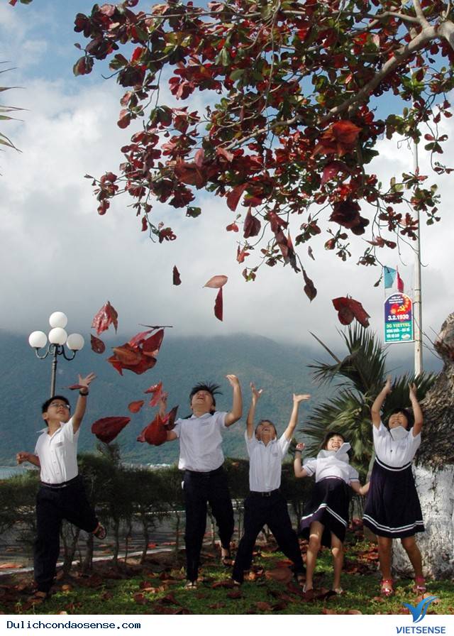 Những Hình Ảnh Đẹp Về Mùa Bàng Thay Lá Ở Côn Đảo - Ảnh 8 Những Hình Ảnh Đẹp Về Mùa Bàng Thay Lá Ở Côn Đảo - Ảnh 8