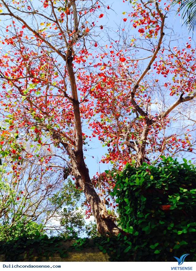 Những Hình Ảnh Đẹp Về Mùa Bàng Thay Lá Ở Côn Đảo - Ảnh 12 Những Hình Ảnh Đẹp Về Mùa Bàng Thay Lá Ở Côn Đảo - Ảnh 12