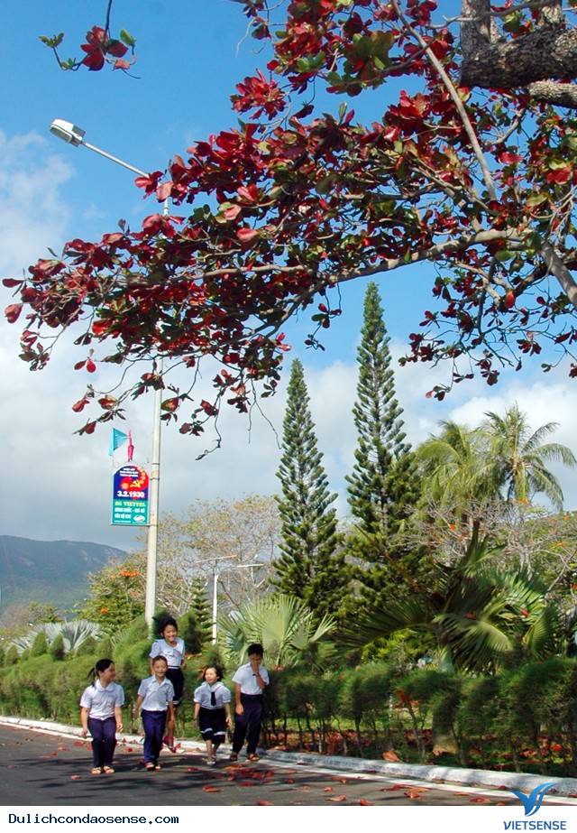 Những Hình Ảnh Đẹp Về Mùa Bàng Thay Lá Ở Côn Đảo - Ảnh 6 Những Hình Ảnh Đẹp Về Mùa Bàng Thay Lá Ở Côn Đảo - Ảnh 6