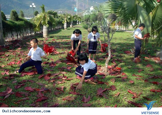 Những Hình Ảnh Đẹp Về Mùa Bàng Thay Lá Ở Côn Đảo - Ảnh 7 Những Hình Ảnh Đẹp Về Mùa Bàng Thay Lá Ở Côn Đảo - Ảnh 7