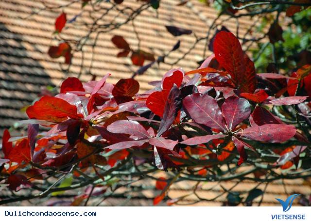 Những Hình Ảnh Đẹp Về Mùa Bàng Thay Lá Ở Côn Đảo - Ảnh 15 Những Hình Ảnh Đẹp Về Mùa Bàng Thay Lá Ở Côn Đảo - Ảnh 15