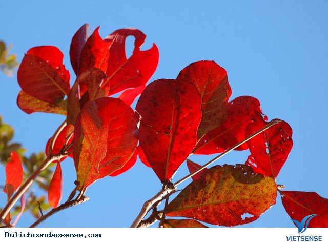 Những Hình Ảnh Đẹp Về Mùa Bàng Thay Lá Ở Côn Đảo - Ảnh 11 Những Hình Ảnh Đẹp Về Mùa Bàng Thay Lá Ở Côn Đảo - Ảnh 11