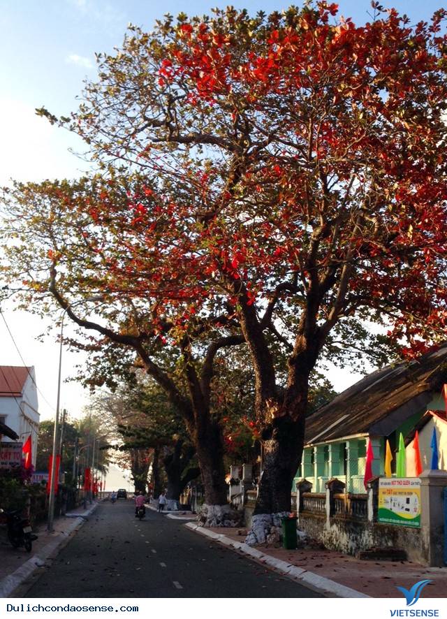 Những Hình Ảnh Đẹp Về Mùa Bàng Thay Lá Ở Côn Đảo - Ảnh 17 Những Hình Ảnh Đẹp Về Mùa Bàng Thay Lá Ở Côn Đảo - Ảnh 17