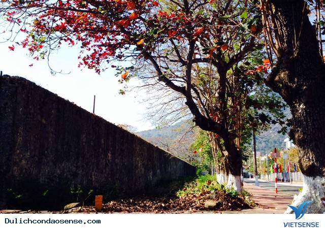 Những Hình Ảnh Đẹp Về Mùa Bàng Thay Lá Ở Côn Đảo - Ảnh 16 Những Hình Ảnh Đẹp Về Mùa Bàng Thay Lá Ở Côn Đảo - Ảnh 16