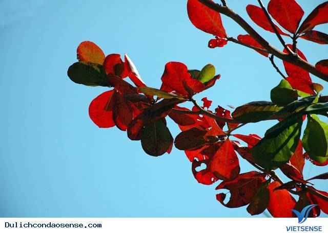 Những Hình Ảnh Đẹp Về Mùa Bàng Thay Lá Ở Côn Đảo - Ảnh 3 Những Hình Ảnh Đẹp Về Mùa Bàng Thay Lá Ở Côn Đảo - Ảnh 3