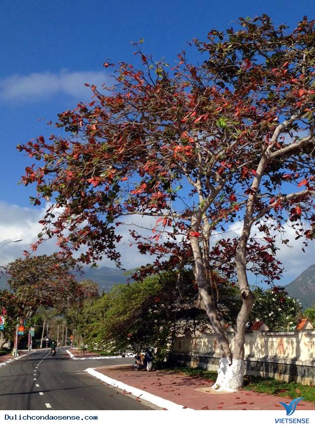 Những Hình Ảnh Đẹp Về Mùa Bàng Thay Lá Ở Côn Đảo - Ảnh 14 Những Hình Ảnh Đẹp Về Mùa Bàng Thay Lá Ở Côn Đảo - Ảnh 14