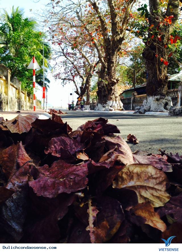 Những Hình Ảnh Đẹp Về Mùa Bàng Thay Lá Ở Côn Đảo - Ảnh 5 Những Hình Ảnh Đẹp Về Mùa Bàng Thay Lá Ở Côn Đảo - Ảnh 5