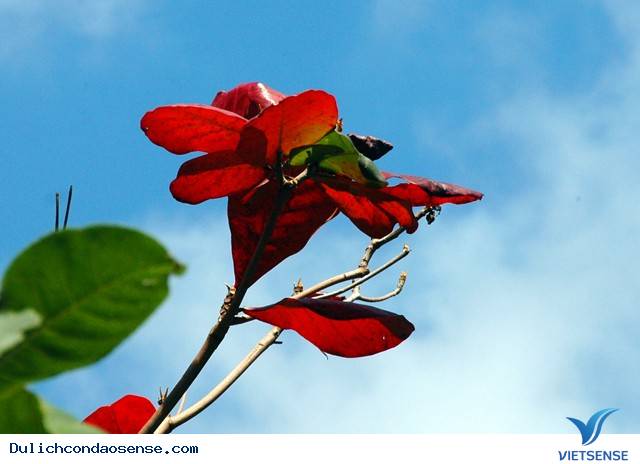 Những Hình Ảnh Đẹp Về Mùa Bàng Thay Lá Ở Côn Đảo - Ảnh 10 Những Hình Ảnh Đẹp Về Mùa Bàng Thay Lá Ở Côn Đảo - Ảnh 10