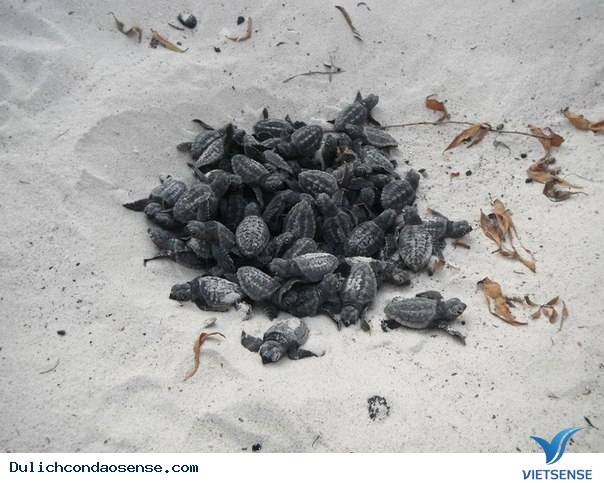 Những hòn đảo quyến rũ nhất ở Côn Đảo - Ảnh 3