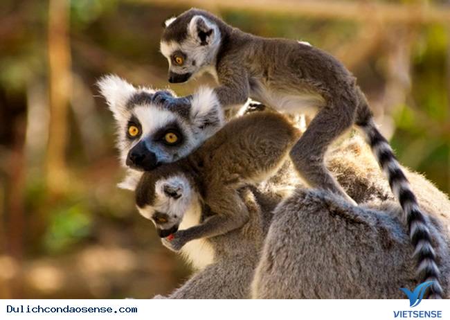 Những Hòn Đảo Thiên Đường cho động vật trên thế giới Những Hòn Đảo Thiên Đường cho động vật trên thế giới