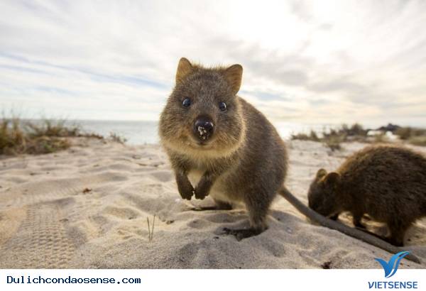 10 Hòn Đảo Thiên Đường cho động vật trên thế giới 10 Hòn Đảo Thiên Đường cho động vật trên thế giới