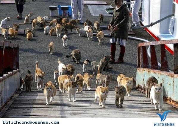 10 Hòn Đảo Thiên Đường cho động vật trên thế giới 10 Hòn Đảo Thiên Đường cho động vật trên thế giới