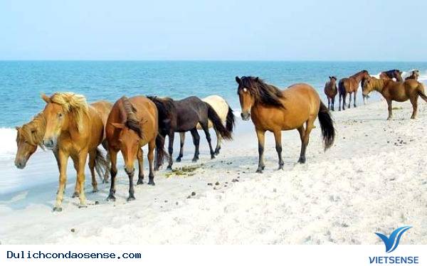 Những Hòn Đảo Thiên Đường cho động vật trên thế giới Những Hòn Đảo Thiên Đường cho động vật trên thế giới