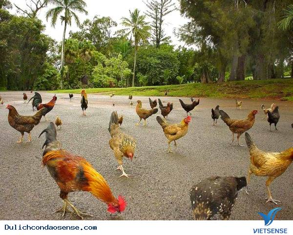 Những Hòn Đảo Thiên Đường cho động vật trên thế giới Những Hòn Đảo Thiên Đường cho động vật trên thế giới