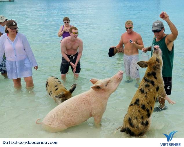 Những Hòn Đảo Thiên Đường cho động vật trên thế giới Những Hòn Đảo Thiên Đường cho động vật trên thế giới